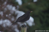 Svarttrost (Turdus merula)