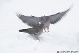 Ringdue (Columba palumbus)