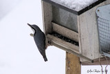 Spettmeis (Sitta europaea)