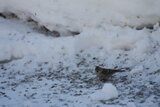 Gråsisik (Carduelis flammea)