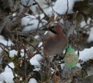 Nøtteskrike (Garrulus glandarius)