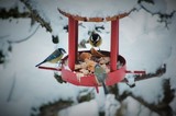 Kjøttmeis (Parus major)