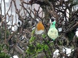 Rødstrupe (Erithacus rubecula)