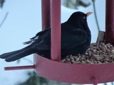 Svarttrost (Turdus merula)