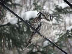 Northern Hawk Owl (Surnia ulula)