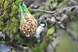 Svartmeis (Periparus ater)