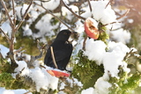 Svarttrost (Turdus merula)