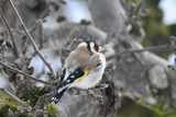 Stillits (Carduelis carduelis)