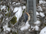 Spettmeis (Sitta europaea)