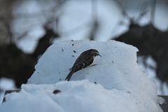 Eurasian Treecreeper (Certhia familiaris)