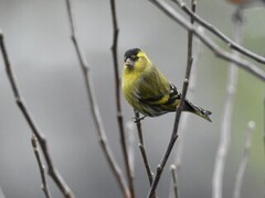 Eurasian Siskin (Spinus spinus)