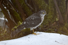 Eurasian Sparrowhawk (Accipiter nisus)