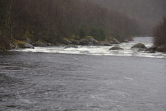 Goosander (Mergus merganser)