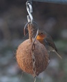 Rødstrupe (Erithacus rubecula)