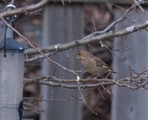 Grønnfink (Carduelis chloris)