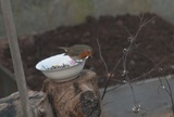 Rødstrupe (Erithacus rubecula)