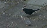 Svarttrost (Turdus merula)