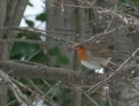 Rødstrupe (Erithacus rubecula)