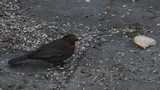 Svarttrost (Turdus merula)