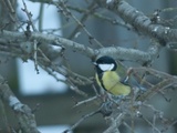 Kjøttmeis (Parus major)