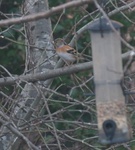 Bjørkefink (Fringilla montifringilla)