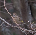 Grønnfink (Carduelis chloris)