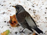 Gråtrost (Turdus pilaris)