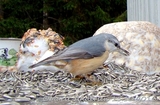 Spettmeis (Sitta europaea)