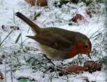 Rødstrupe (Erithacus rubecula)