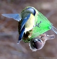 Pilfink (Passer montanus)