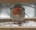 Rødstrupe (Erithacus rubecula)