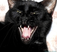 Cat (Felis catus)