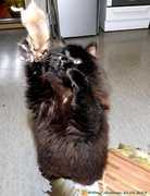 Cat (Felis catus)