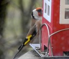 Stillits (Carduelis carduelis)