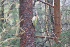 Green Woodpecker (Picus viridis)