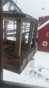 Pine Grosbeak (Pinicola enucleator)