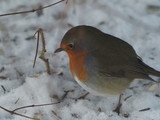 Rødstrupe (Erithacus rubecula)