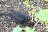 Svarttrost (Turdus merula)