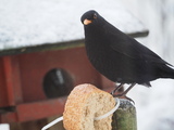 Svarttrost (Turdus merula)