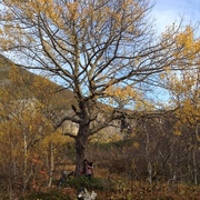 Osp (Populus tremula)