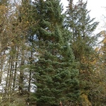 Gran (Picea abies)