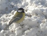 Kjøttmeis (Parus major)