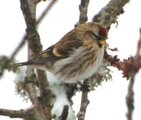 Gråsisik (Carduelis flammea)