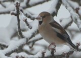 Kjernebiter (Coccothraustes coccothraustes)