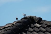 White Wagtail (Motacilla alba)