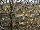 Bjørk (Betula pubescens)