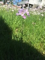 Engkarse (Cardamine pratensis)