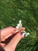 Hvitveis (Anemone nemorosa)