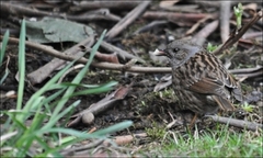 Hedge Accentor (Prunella modularis)