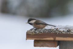 Siberian Tit (Poecile cinctus)